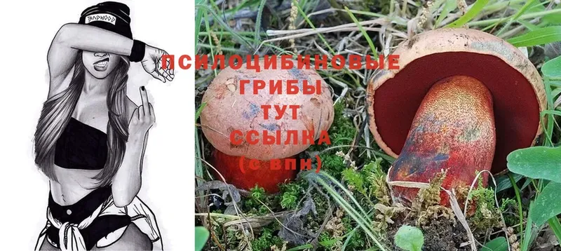 магазин  наркотиков  Скопин  Псилоцибиновые грибы Psilocybe 